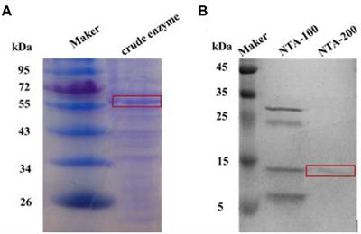 Regulation of Nir gene in Lactobacillus plantarum WU14 mediated by GlnR